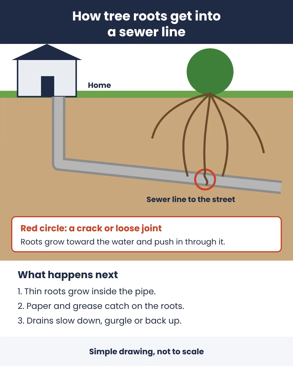 Diagram: tree roots in a sewer line